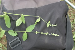 Pupalia lappacea